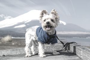 Photo souvenir adossée au Mont Fuji